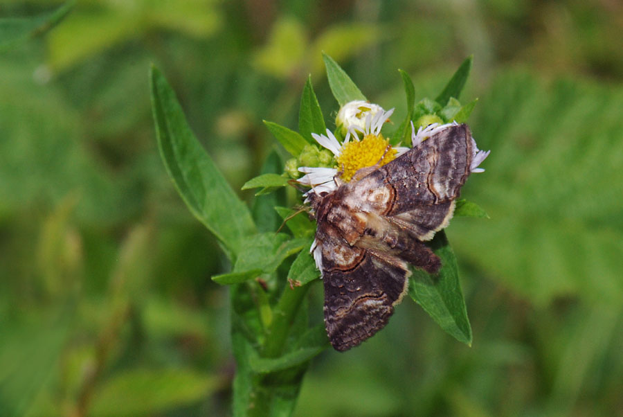 Da identificare - Abrostola sp.